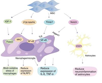 Mesenchymal stem cells in the treatment of spinal cord injury: Mechanisms, current advances and future challenges